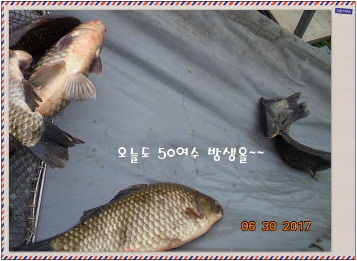 도심속의 작은 쉼터화성 관리 낚시터입니다꿀 같은 단비가 내렸습니다 (유료터정보 - 유료터점주조황)