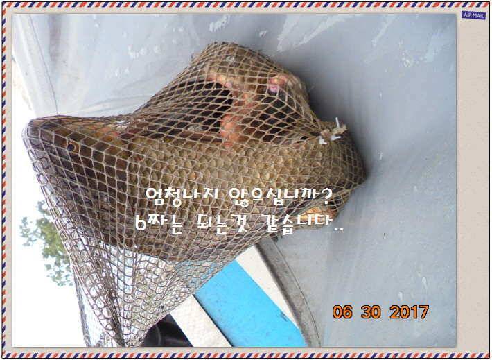 도심속의 작은 쉼터화성 관리 낚시터입니다꿀 같은 단비가 내렸습니다 (유료터정보 - 유료터점주조황)