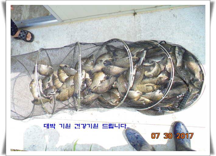 도심속의 작은 쉼터 화성 관리 낚시터입니다핫 한 낚시터 관리 (유료터정보 - 유료터점주조황)