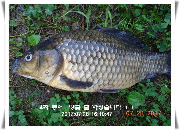 도심속의 작은 쉼터1 화성 관리 낚시터입니다관리터에 어둠이 내리면 (유료터정보 - 유료터점주조황)