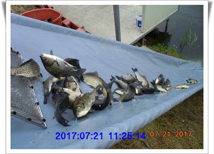 도심속의 작은 쉼터 화성 관리 낚시터입니다 (유료터정보 - 유료터점주조황)