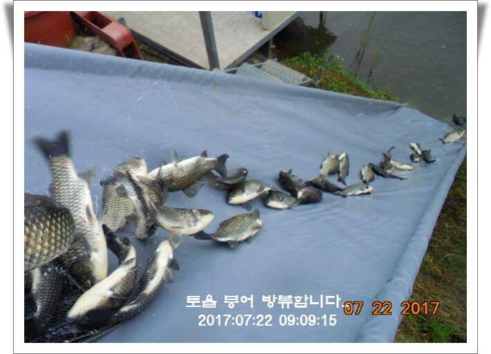 도심속의 작은 쉼터 화성 관리 낚시터입니다 (유료터정보 - 유료터점주조황)