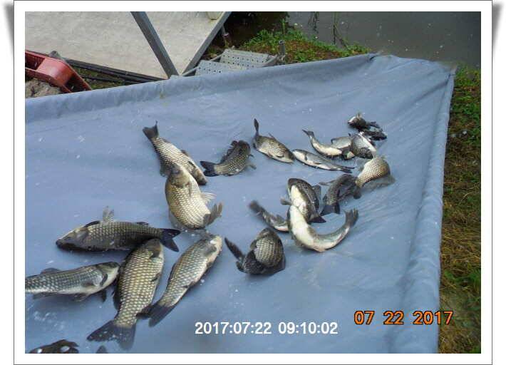도심속의 작은 쉼터 화성 관리 낚시터입니다 (유료터정보 - 유료터점주조황)