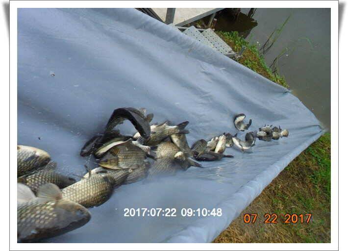 도심속의 작은 쉼터 화성 관리 낚시터입니다 (유료터정보 - 유료터점주조황)