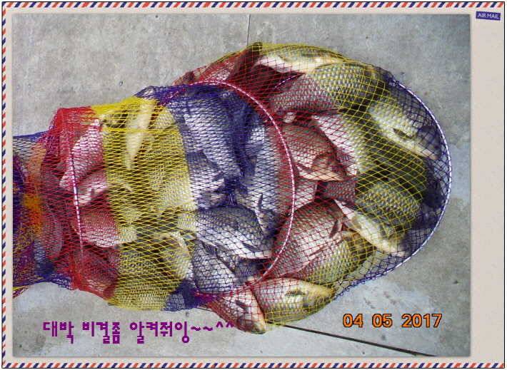 도심속의 작은 쉼터 화성 관리 낚시터입니다대박입니다 (유료터정보 - 유료터점주조황)