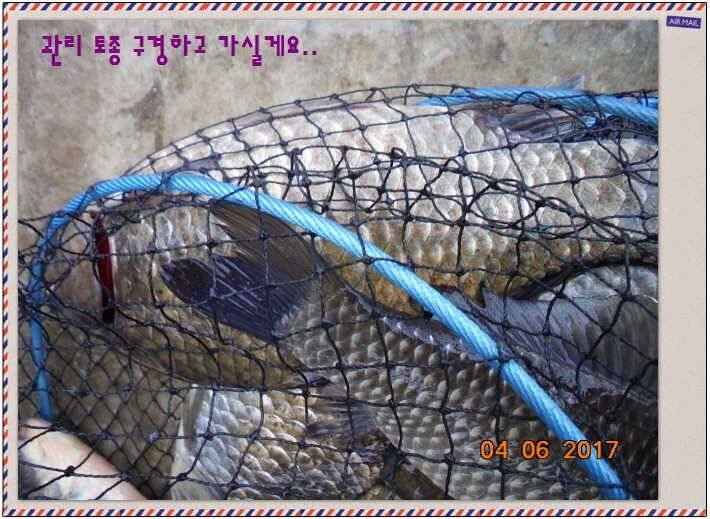 도심속의 작은 쉼터 화성 관리 낚시터입니다대박입니다 (유료터정보 - 유료터점주조황)