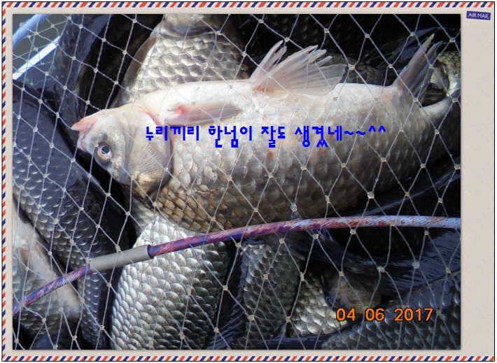 도심속의 작은 쉼터 화성 관리 낚시터입니다대박입니다 (유료터정보 - 유료터점주조황)