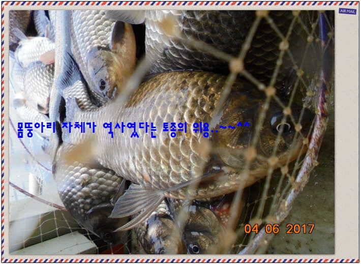 도심속의 작은 쉼터 화성 관리 낚시터입니다대박입니다 (유료터정보 - 유료터점주조황)