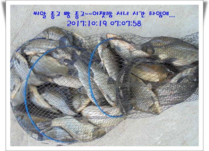 도심속의 작은 쉼터 화성 관리 낚시터입니다대물들 움직임이 심상치 않습니다 (유료터정보 - 유료터점주조황)