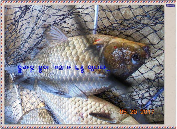도심속의 작은 쉼터 화성 관리 낚시터입니다 (유료터정보 - 유료터점주조황)