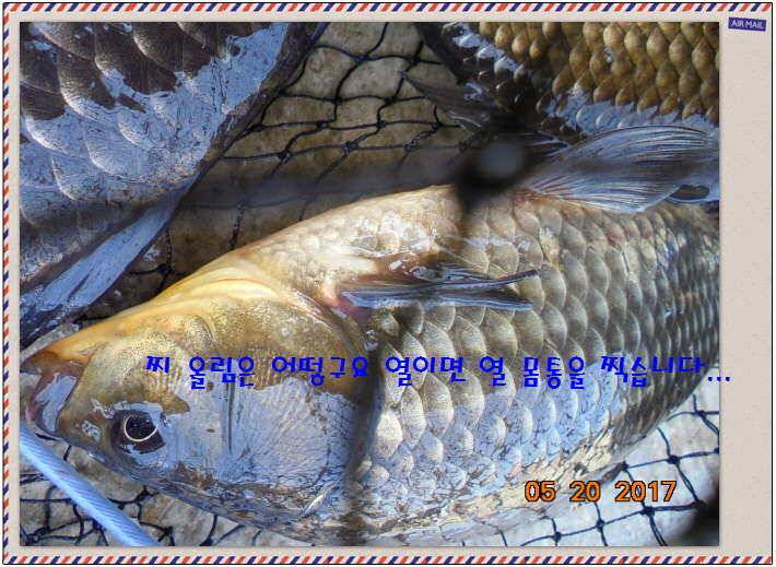 도심속의 작은 쉼터 화성 관리 낚시터입니다 (유료터정보 - 유료터점주조황)