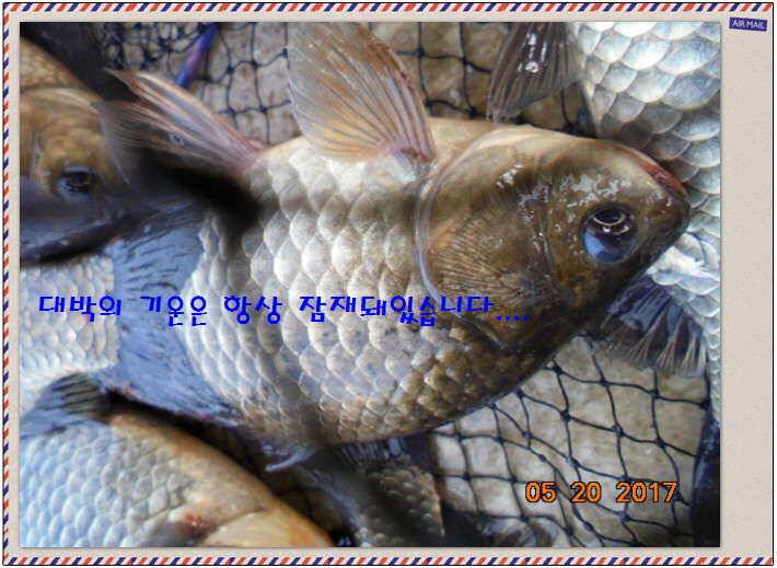 도심속의 작은 쉼터 화성 관리 낚시터입니다 (유료터정보 - 유료터점주조황)