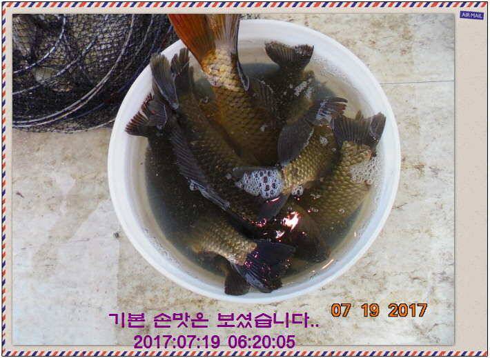 도심속의 작은 쉼터 화성 관리 낚시터입니다 (유료터정보 - 유료터점주조황)