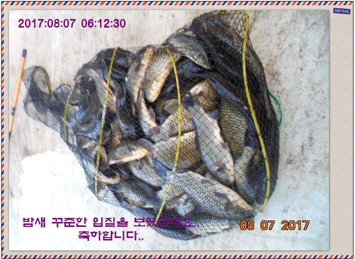 도심속의 작은 쉼터 화성 관리 낚시터입니다좋았다흐렸다 (유료터정보 - 유료터점주조황)