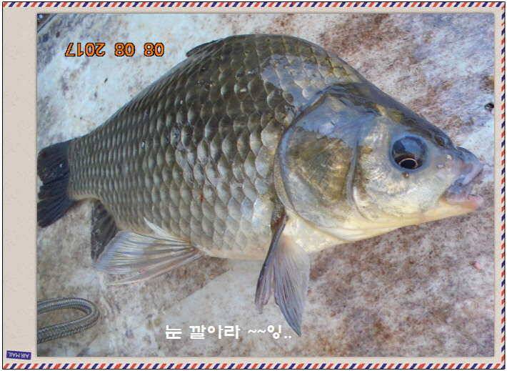 도심속의 작은 쉼터 화성 관리 낚시터입니다좋았다흐렸다 (유료터정보 - 유료터점주조황)