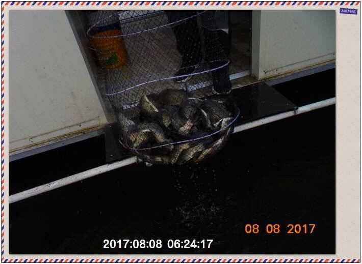 도심속의 작은 쉼터 화성 관리 낚시터입니다좋았다흐렸다 (유료터정보 - 유료터점주조황)