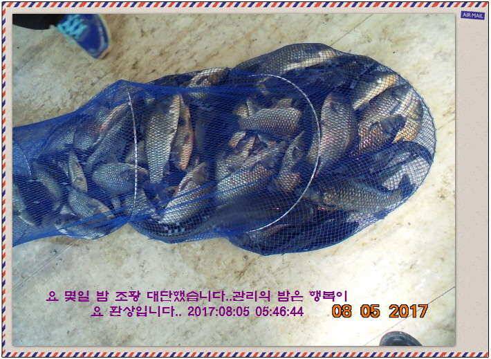 도심속의 작은 쉼터 화성 관리 낚시터입니다관리의 밤은 (유료터정보 - 유료터점주조황)