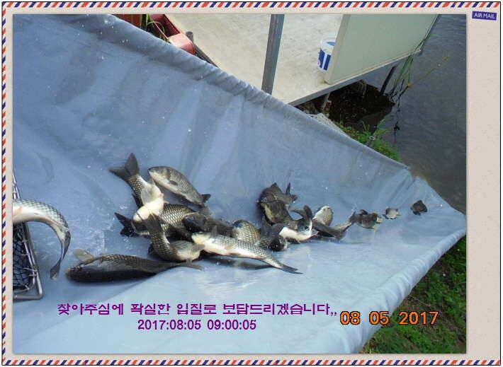 도심속의 작은 쉼터 화성 관리 낚시터입니다밤이 좋아라 (유료터정보 - 유료터점주조황)