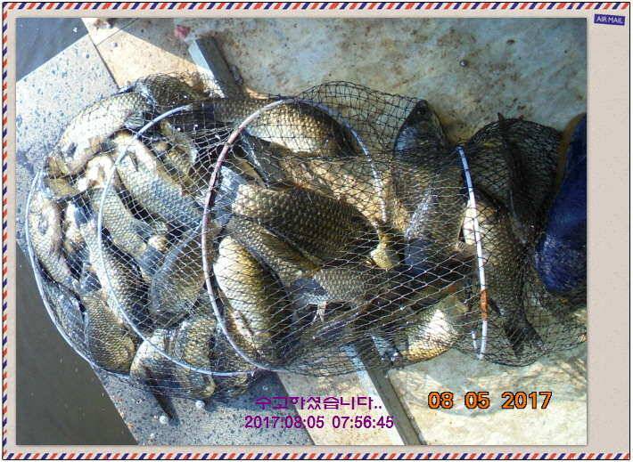 도심속의 작은 쉼터 화성 관리 낚시터입니다관리의 밤은 (유료터정보 - 유료터점주조황)