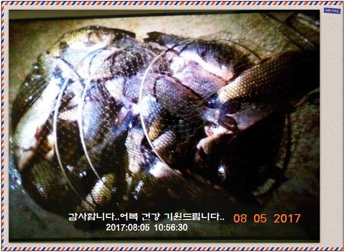 도심속의 작은 쉼터 화성 관리 낚시터입니다밤이 좋아라 (유료터정보 - 유료터점주조황)