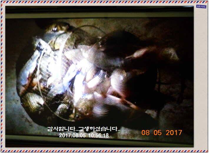 도심속의 작은 쉼터 화성 관리 낚시터입니다관리의 밤은 (유료터정보 - 유료터점주조황)