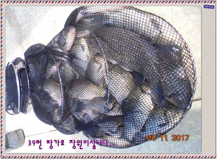 도심속의 작은 쉼터 화성 관리 낚시터입니다 (유료터정보 - 유료터점주조황)