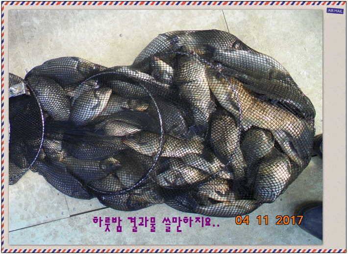 도심속의 작은 쉼터 화성 관리 낚시터입니다 (유료터정보 - 유료터점주조황)