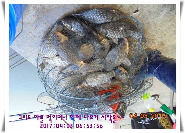 도심속의 작은 쉼터 화성 관리 낚시터입니다 (유료터정보 - 유료터점주조황)