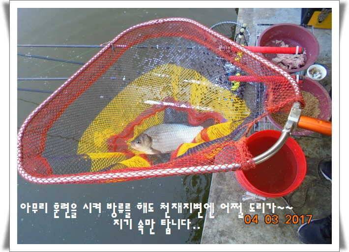 도심속의 작은 쉼터 화성 관리 낚시터입니다 (유료터정보 - 유료터점주조황)