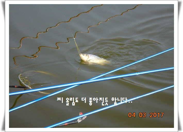 도심속의 작은 쉼터 화성 관리 낚시터입니다 (유료터정보 - 유료터점주조황)