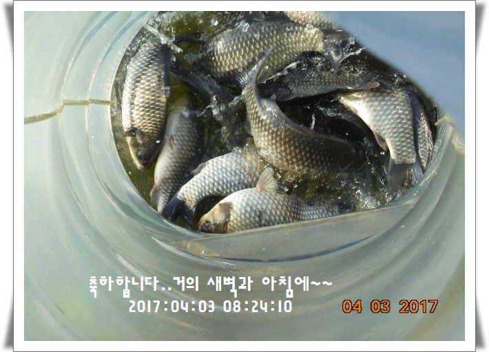도심속의 작은 쉼터 화성 관리 낚시터입니다 (유료터정보 - 유료터점주조황)