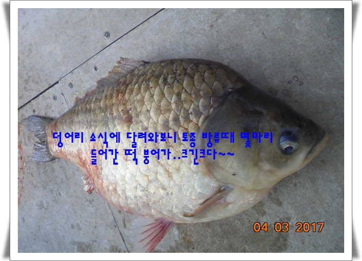도심속의 작은 쉼터 화성 관리 낚시터입니다 (유료터정보 - 유료터점주조황)
