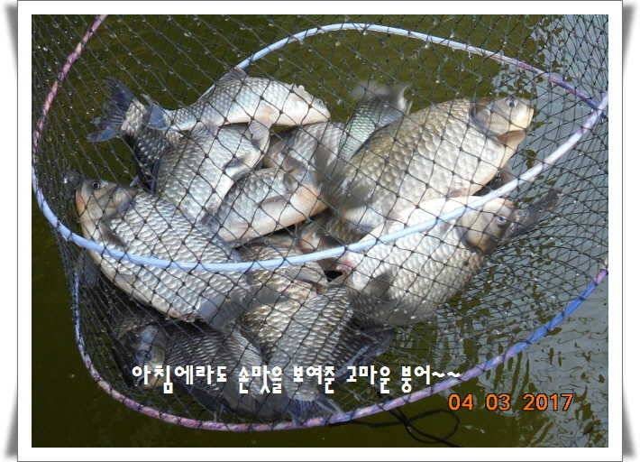 도심속의 작은 쉼터 화성 관리 낚시터입니다 (유료터정보 - 유료터점주조황)