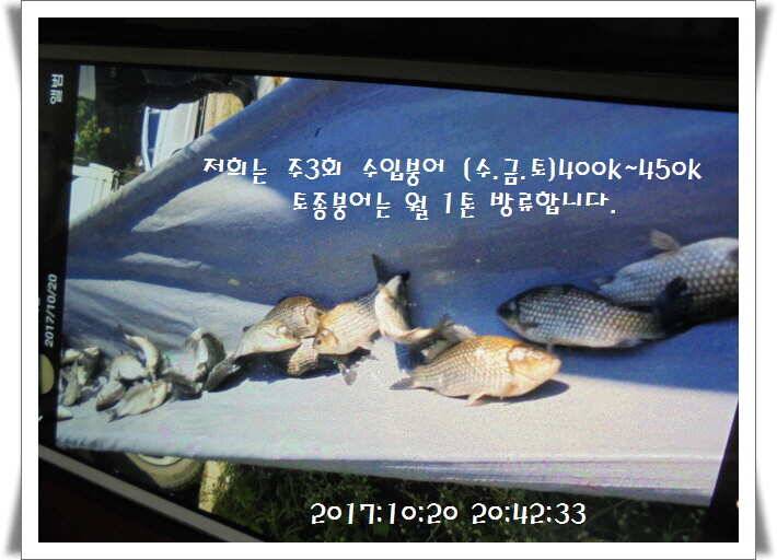 도심속의 작은 쉼터 화성 관리 낚시터입니다밤의 열정속으로 (유료터정보 - 유료터점주조황)