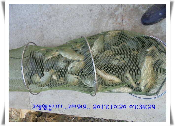 도심속의 작은 쉼터 화성 관리 낚시터입니다밤의 열정속으로 (유료터정보 - 유료터점주조황)