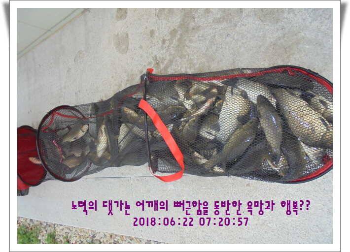도심속의 작은 쉼터 화성 관리낚시터입니다조황 사진 올립니다 (유료터정보 - 유료터점주조황)