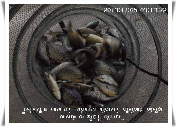 도심속의 작은 쉼터 화성 관리 낚시터입니다가을의 끝자락 (유료터정보 - 유료터점주조황)