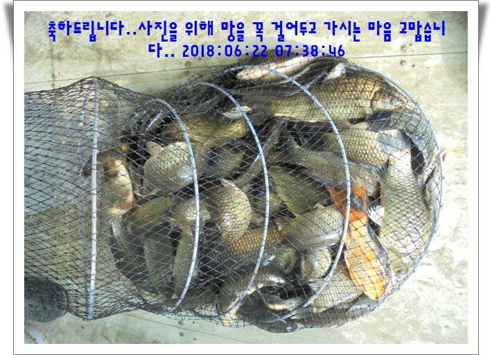 도심속의 작은 쉼터 화성 관리낚시터입니다조황 사진 올립니다 (유료터정보 - 유료터점주조황)