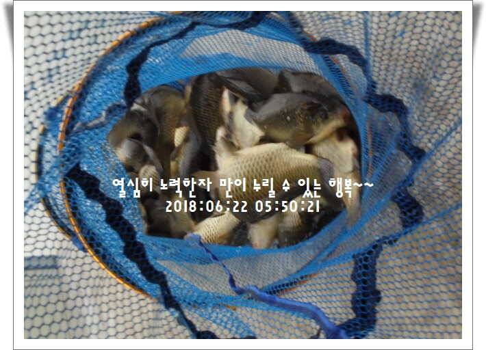 도심속의 작은 쉼터 화성 관리낚시터입니다조황 사진 올립니다 (유료터정보 - 유료터점주조황)
