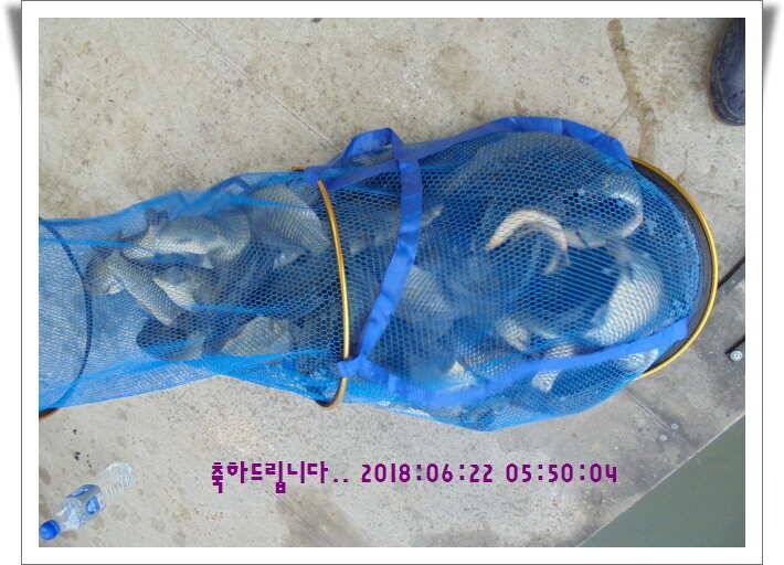 도심속의 작은 쉼터 화성 관리낚시터입니다조황 사진 올립니다 (유료터정보 - 유료터점주조황)