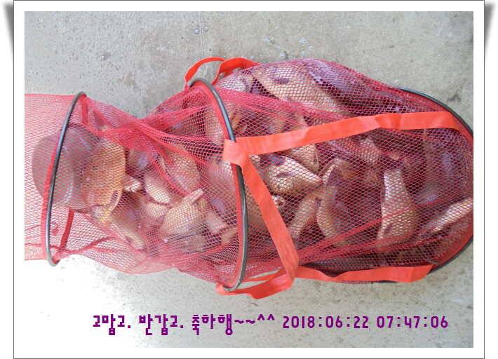 도심속의 작은 쉼터 화성 관리낚시터입니다조황 사진 올립니다 (유료터정보 - 유료터점주조황)
