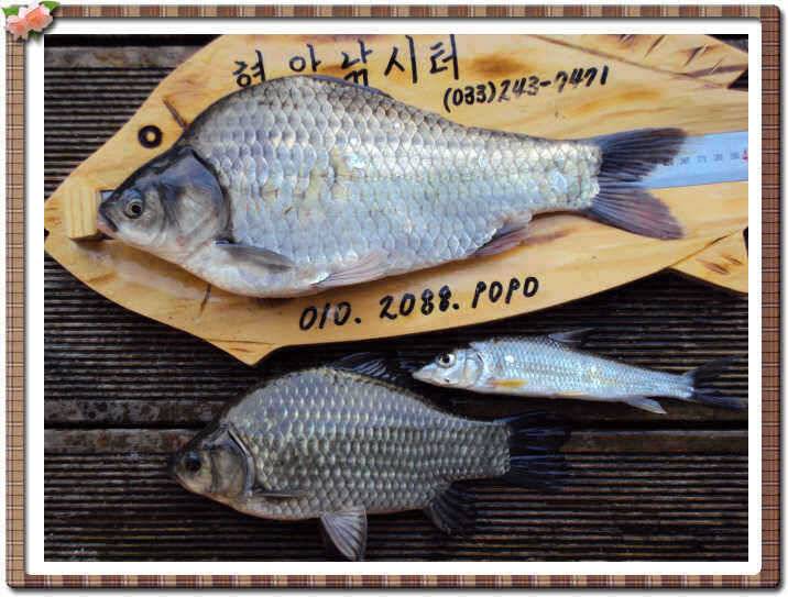 9월첫째주 주말현암의 조황소식입니다 (유료터정보 - 유료터점주조황)