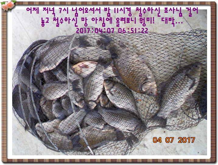 도심속의 작은 쉼터 화성 관리 낚시터입니다급전달 사항 (유료터정보 - 유료터점주조황)