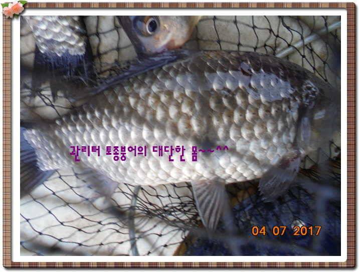 도심속의 작은 쉼터 화성 관리 낚시터입니다급전달 사항 (유료터정보 - 유료터점주조황)