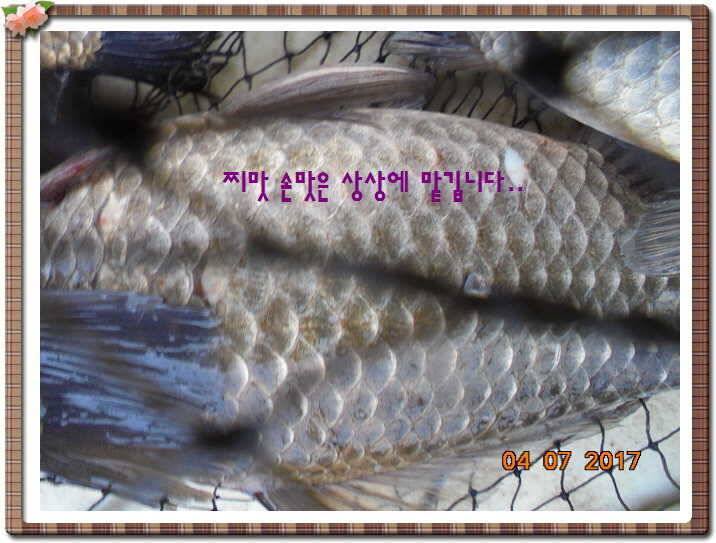 도심속의 작은 쉼터 화성 관리 낚시터입니다급전달 사항 (유료터정보 - 유료터점주조황)