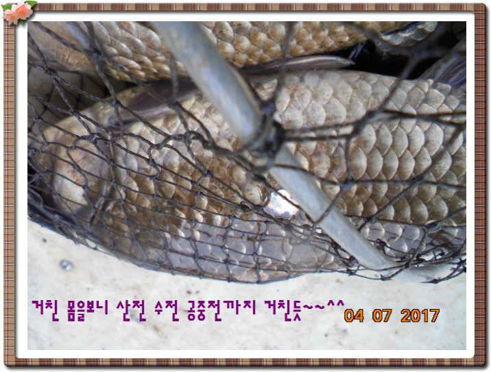 도심속의 작은 쉼터 화성 관리 낚시터입니다급전달 사항 (유료터정보 - 유료터점주조황)