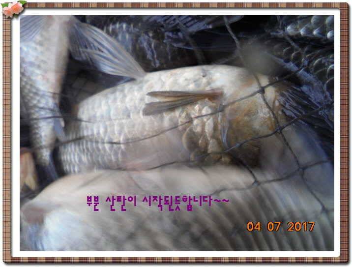 도심속의 작은 쉼터 화성 관리 낚시터입니다급전달 사항 (유료터정보 - 유료터점주조황)