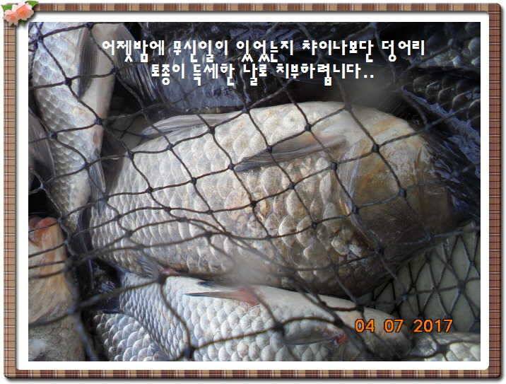 도심속의 작은 쉼터 화성 관리 낚시터입니다급전달 사항 (유료터정보 - 유료터점주조황)
