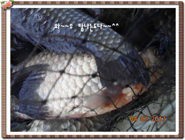 도심속의 작은 쉼터 화성 관리 낚시터입니다급전달 사항 (유료터정보 - 유료터점주조황)