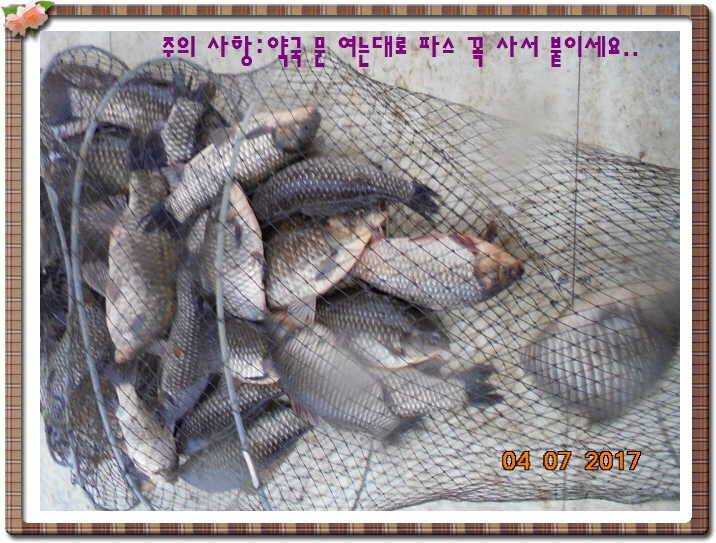 도심속의 작은 쉼터 화성 관리 낚시터입니다급전달 사항 (유료터정보 - 유료터점주조황)